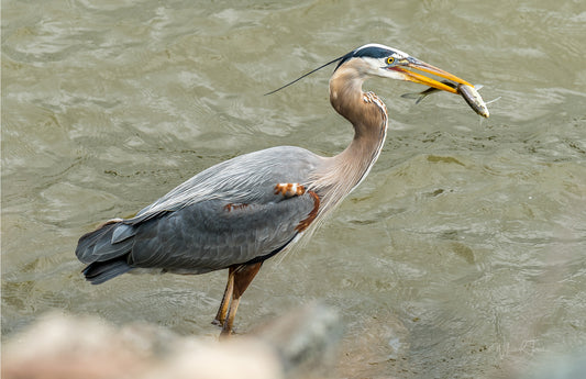 William R Turner - Free Giveaway - 11x17 Print of Conowingo Dinner - Ends May 2, 2024