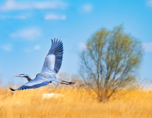 A great blue heron with its wings spread, flies over golden marsh grasses with a muted tree in the background