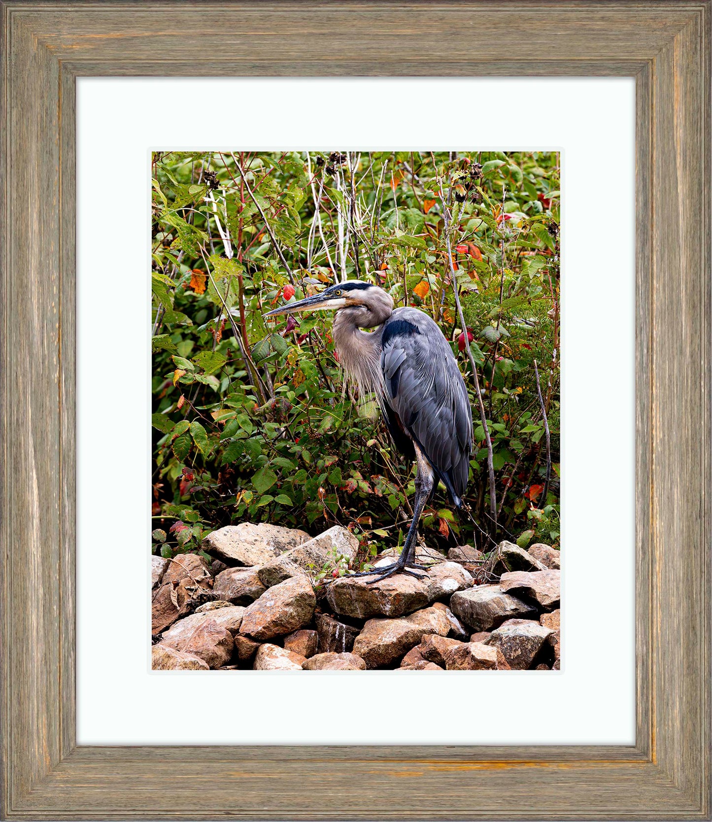 Autumn Heron on the Rocks -- Digital Print