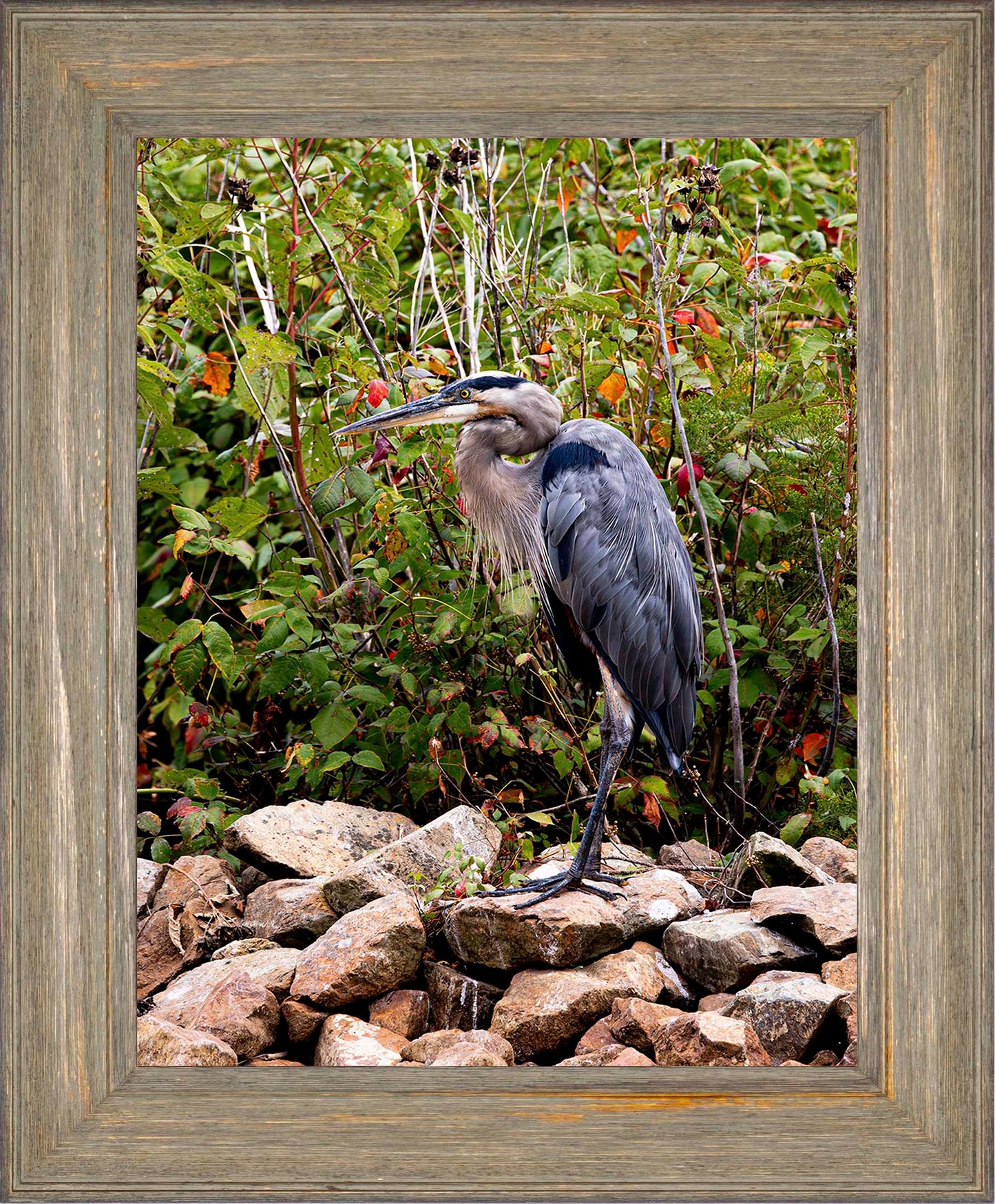 Autumn Heron on the Rocks -- Digital Print