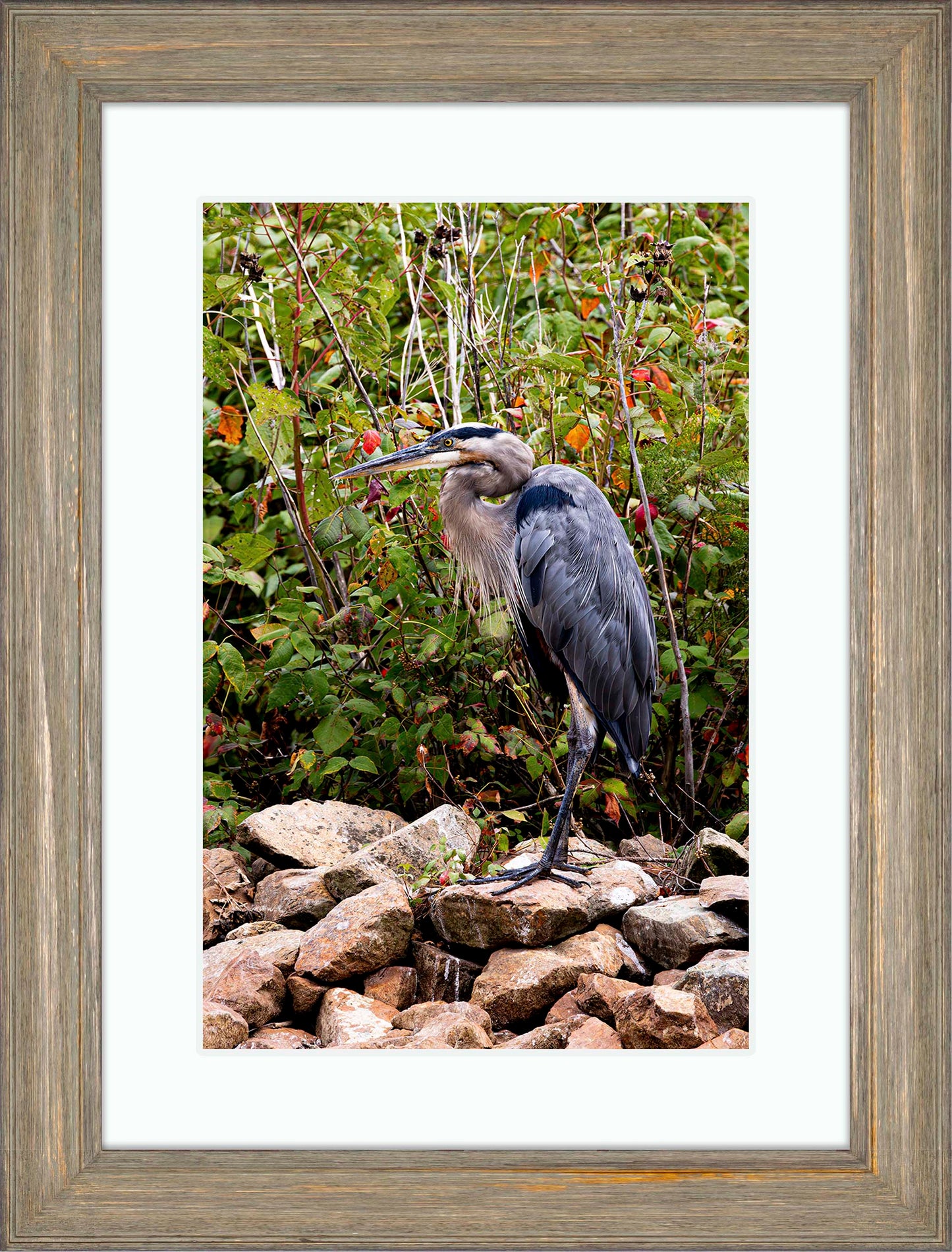 Autumn Heron on the Rocks -- Digital Print
