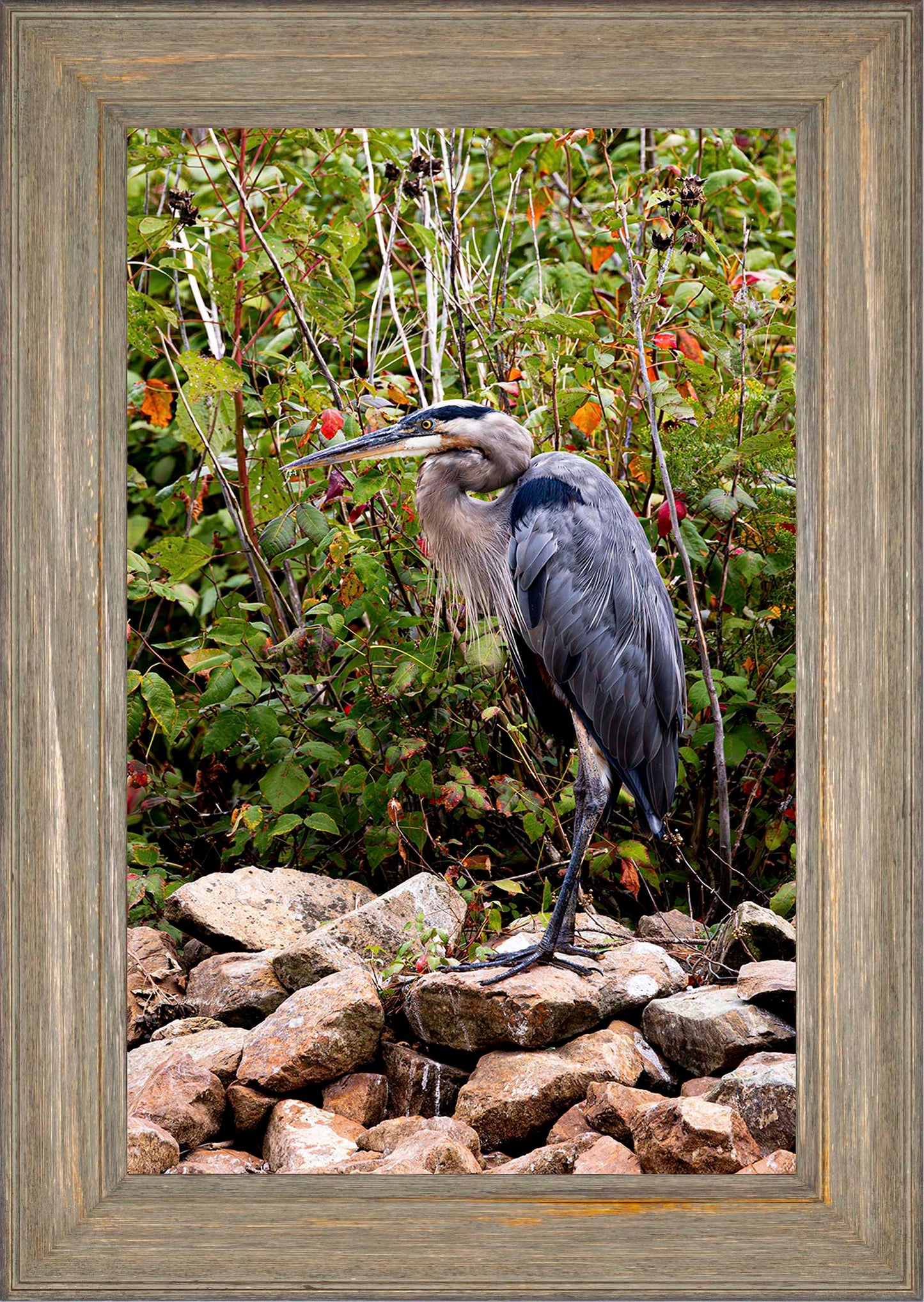 Autumn Heron on the Rocks -- Digital Print