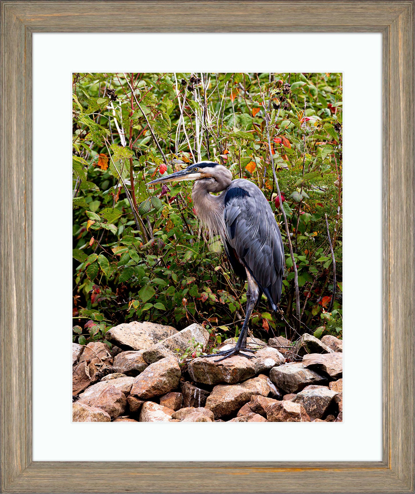 Autumn Heron on the Rocks -- Digital Print