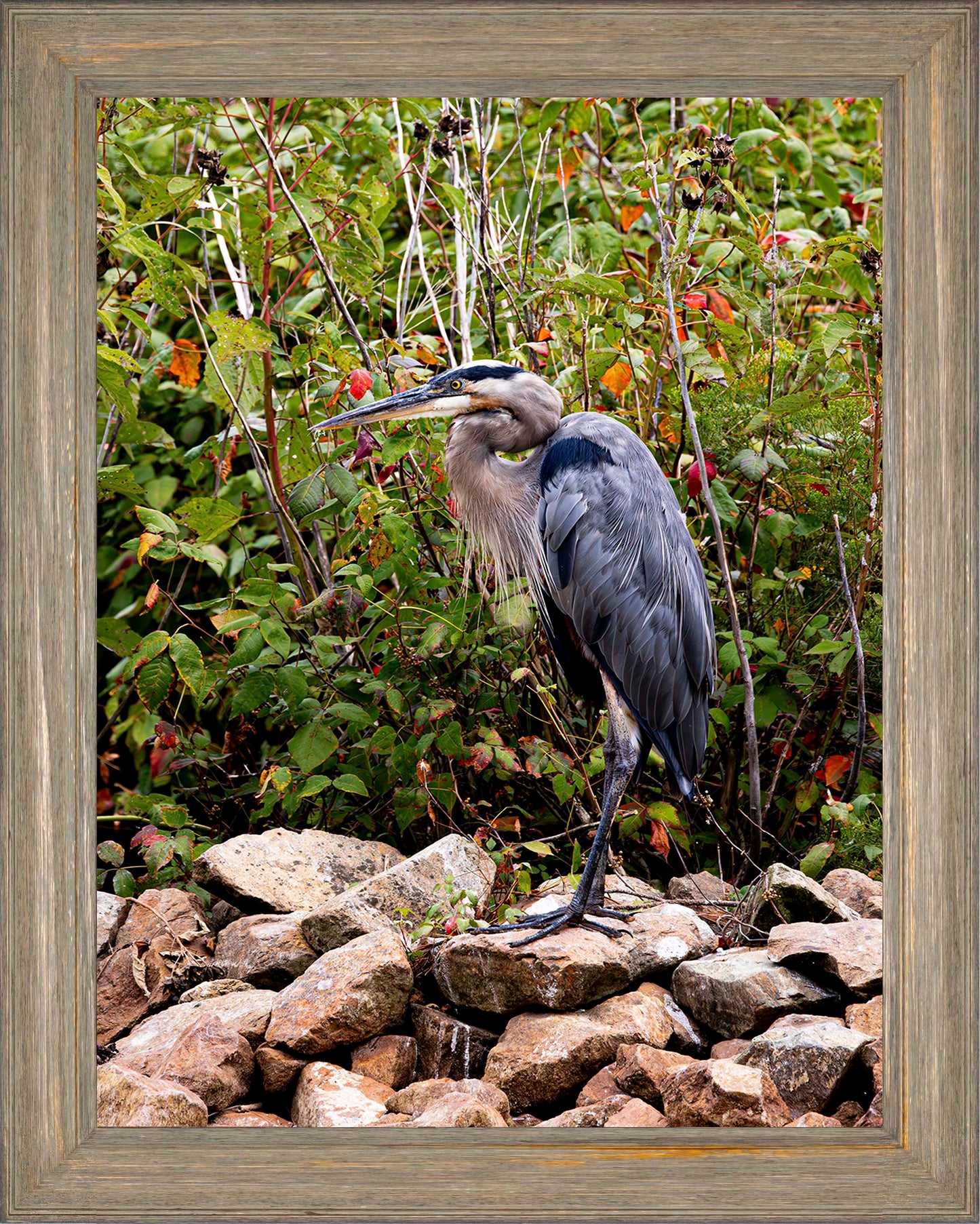 Autumn Heron on the Rocks -- Digital Print