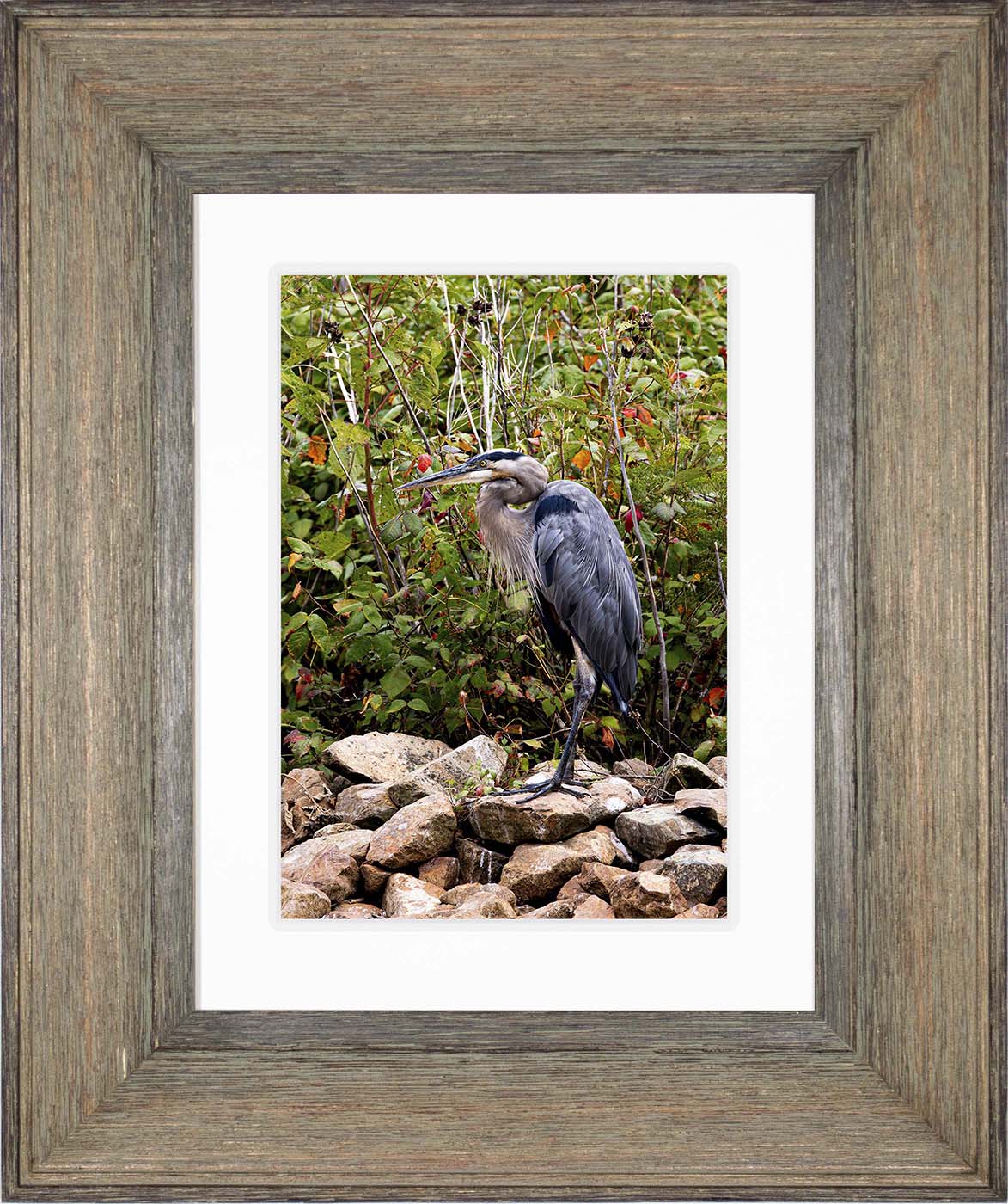 Autumn Heron on the Rocks -- Digital Print