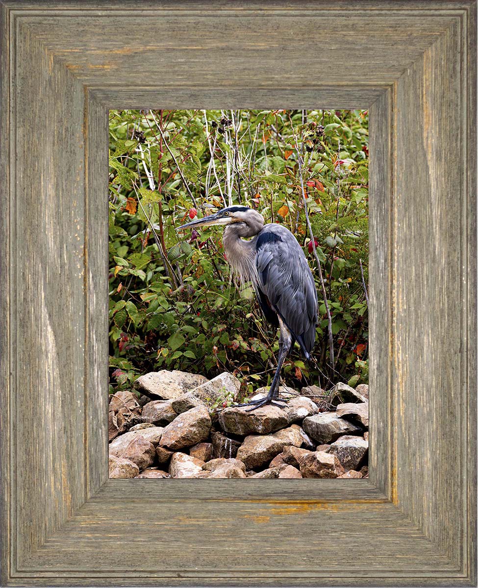 Autumn Heron on the Rocks -- Digital Print