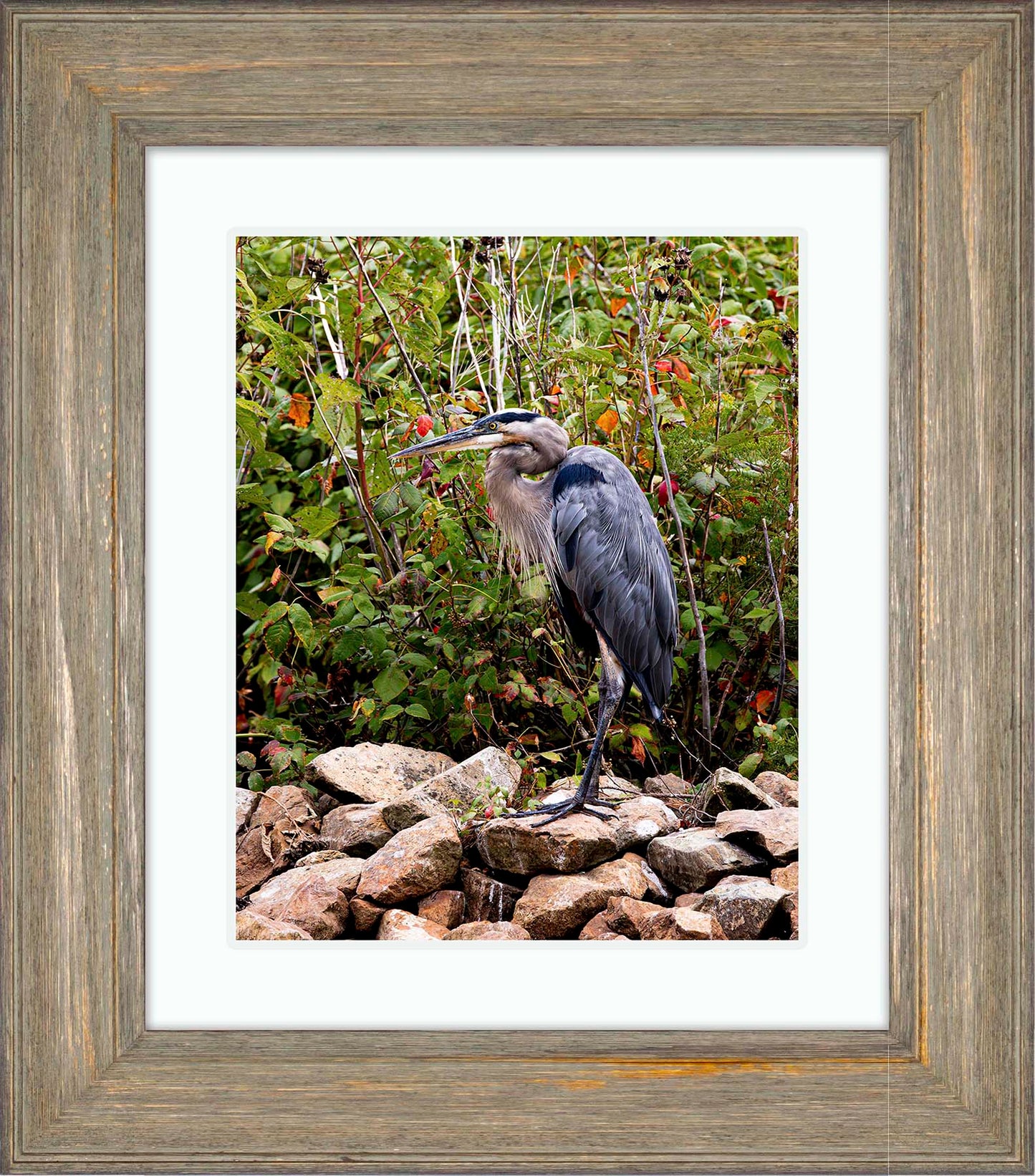 Autumn Heron on the Rocks -- Digital Print