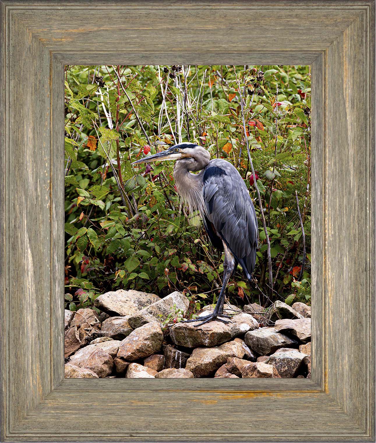 Autumn Heron on the Rocks -- Digital Print