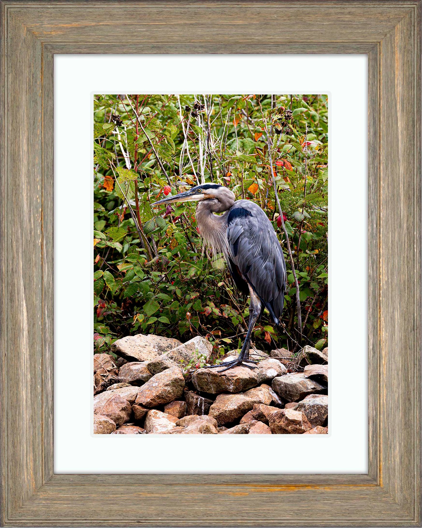 Autumn Heron on the Rocks -- Digital Print