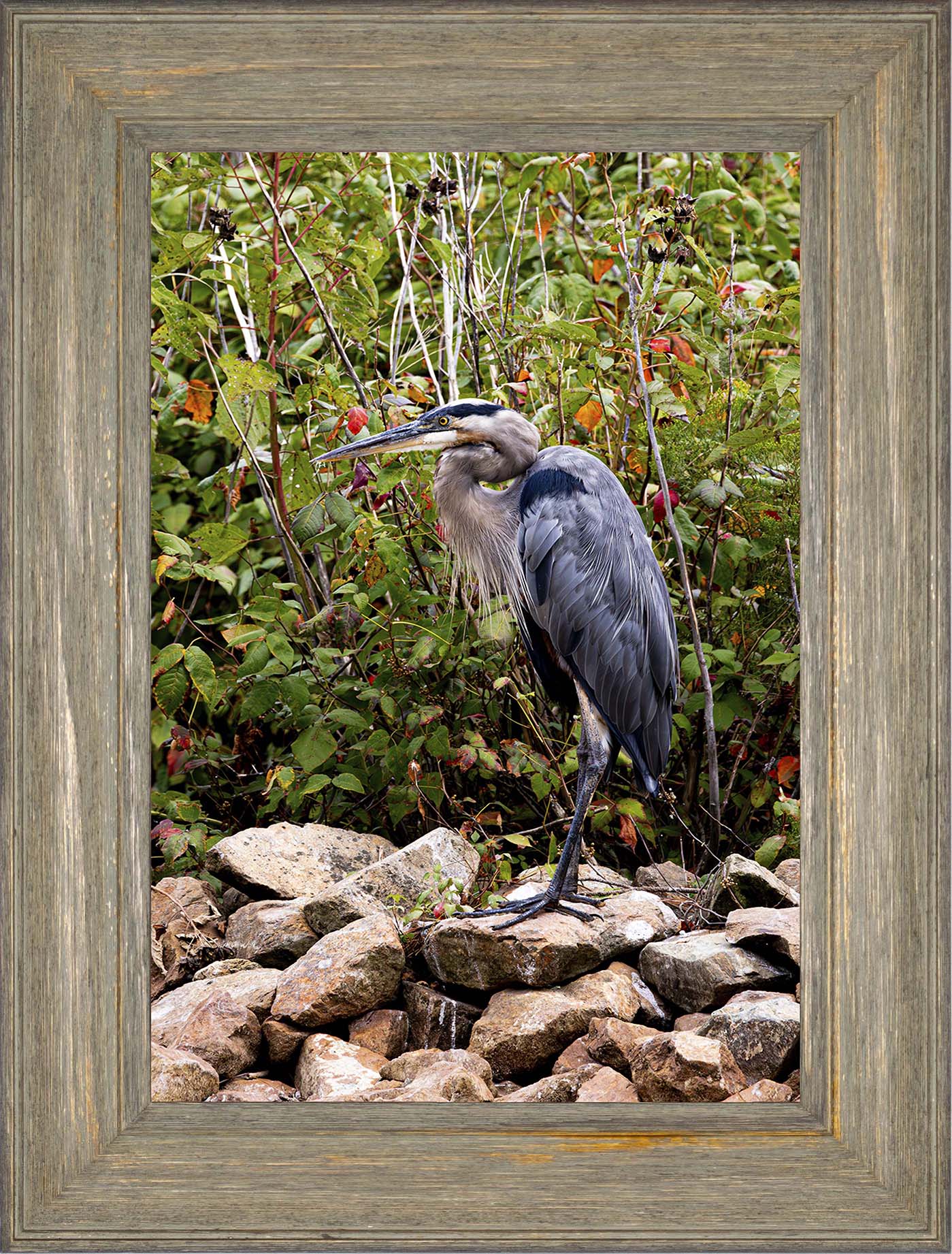 Autumn Heron on the Rocks -- Digital Print