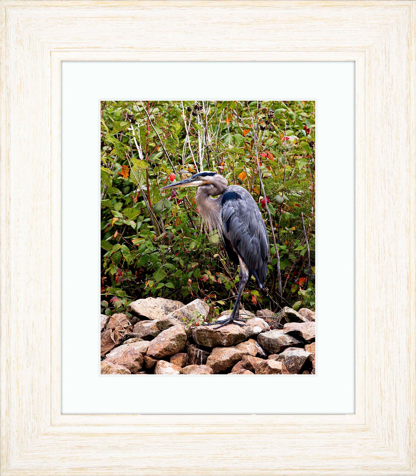 Autumn Heron on the Rocks -- Digital Print