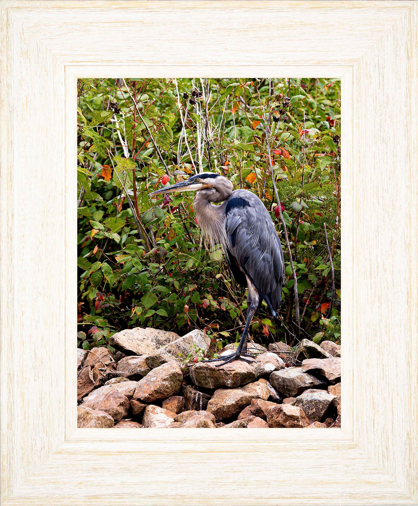 Autumn Heron on the Rocks -- Digital Print