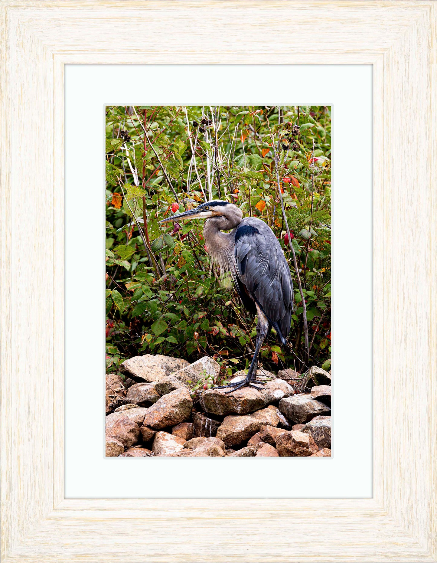Autumn Heron on the Rocks -- Digital Print