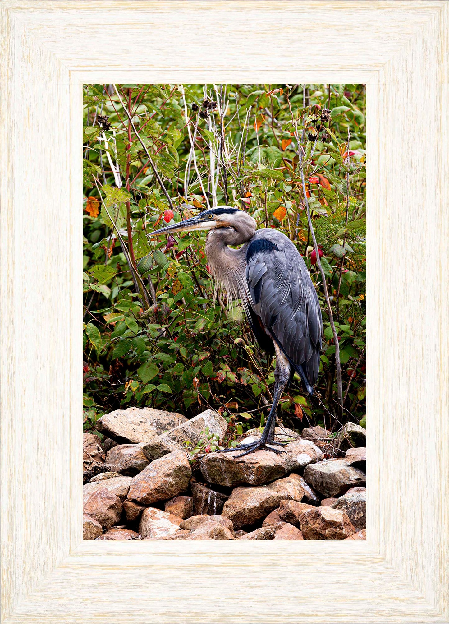 Autumn Heron on the Rocks -- Digital Print