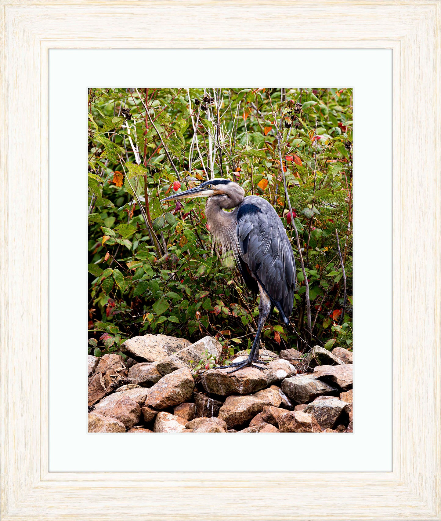 Autumn Heron on the Rocks -- Digital Print