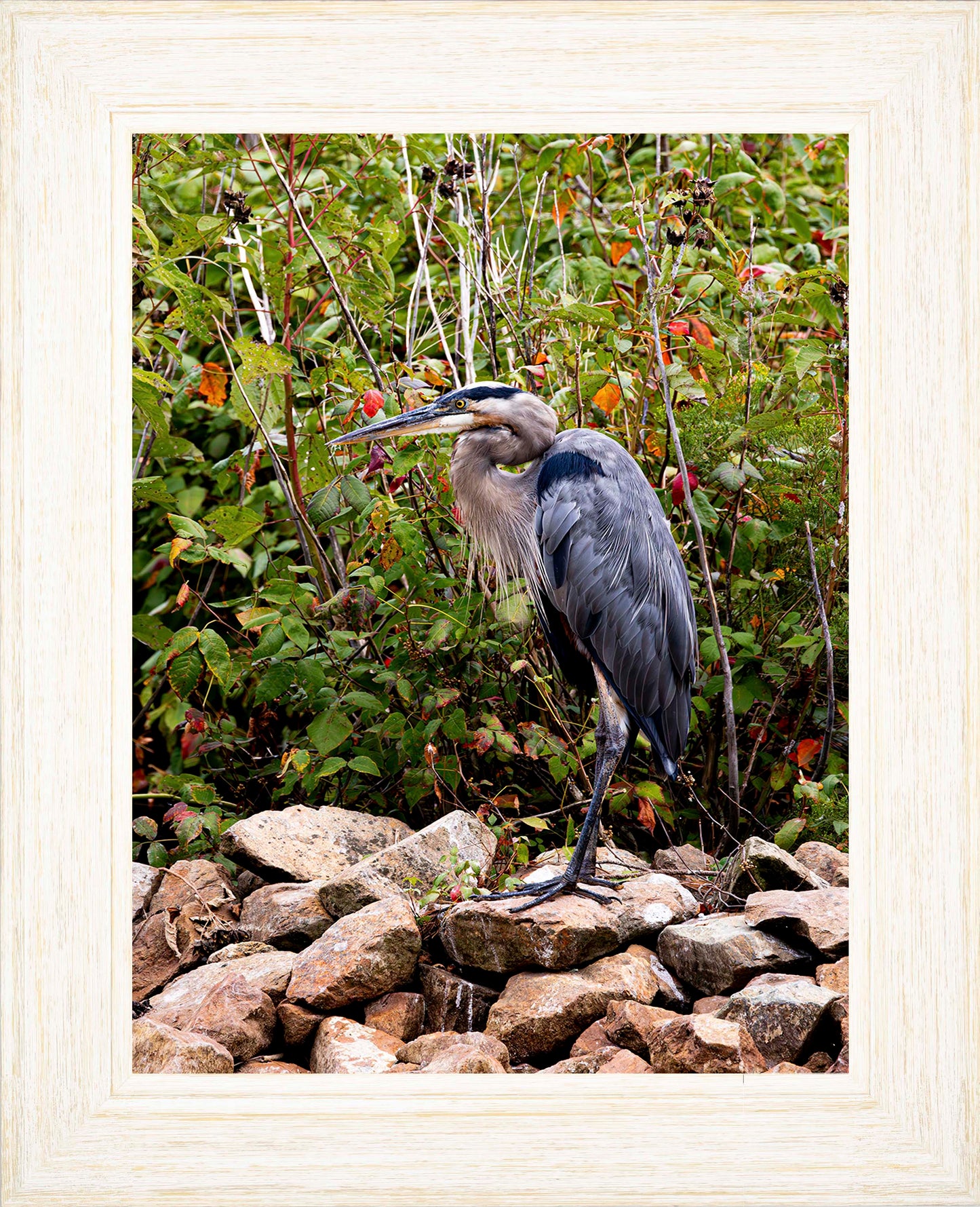 Autumn Heron on the Rocks -- Digital Print