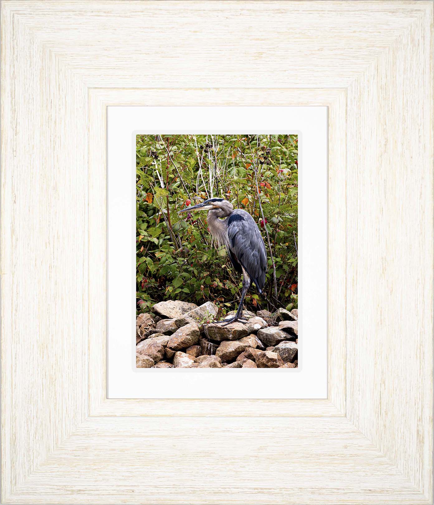 Autumn Heron on the Rocks -- Digital Print