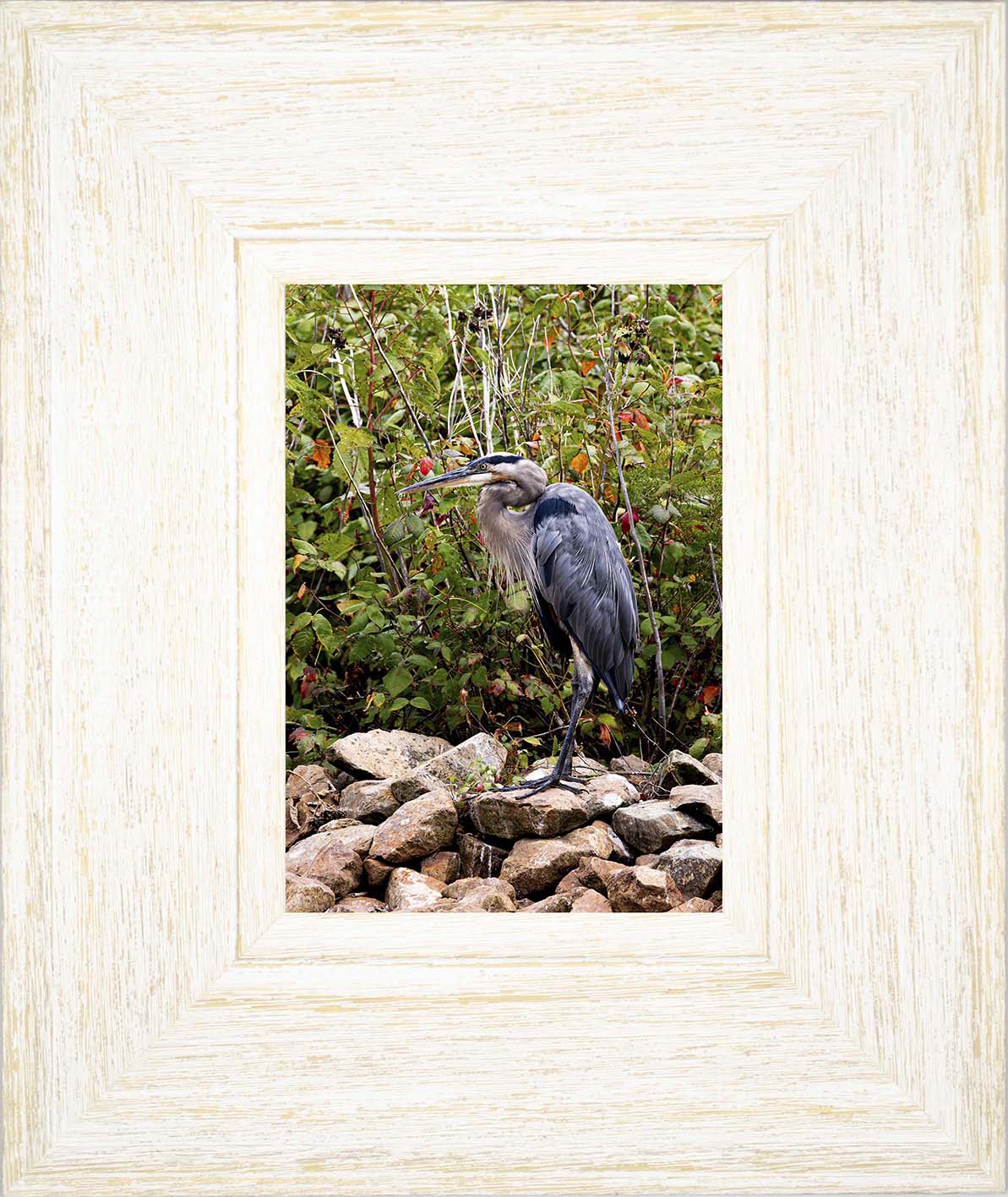 Autumn Heron on the Rocks -- Digital Print
