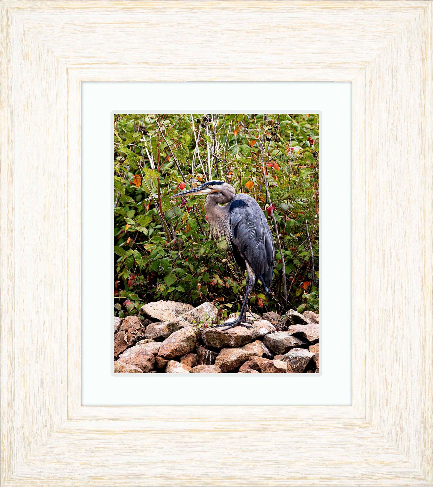 Autumn Heron on the Rocks -- Digital Print