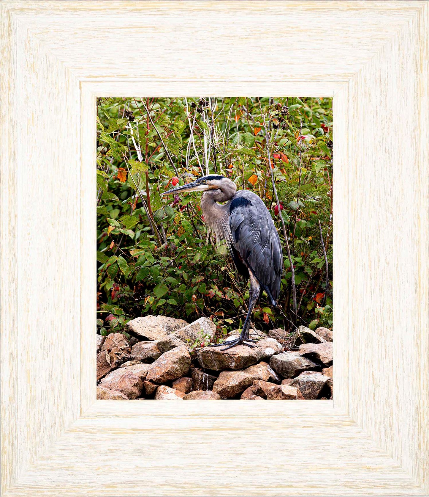 Autumn Heron on the Rocks -- Digital Print