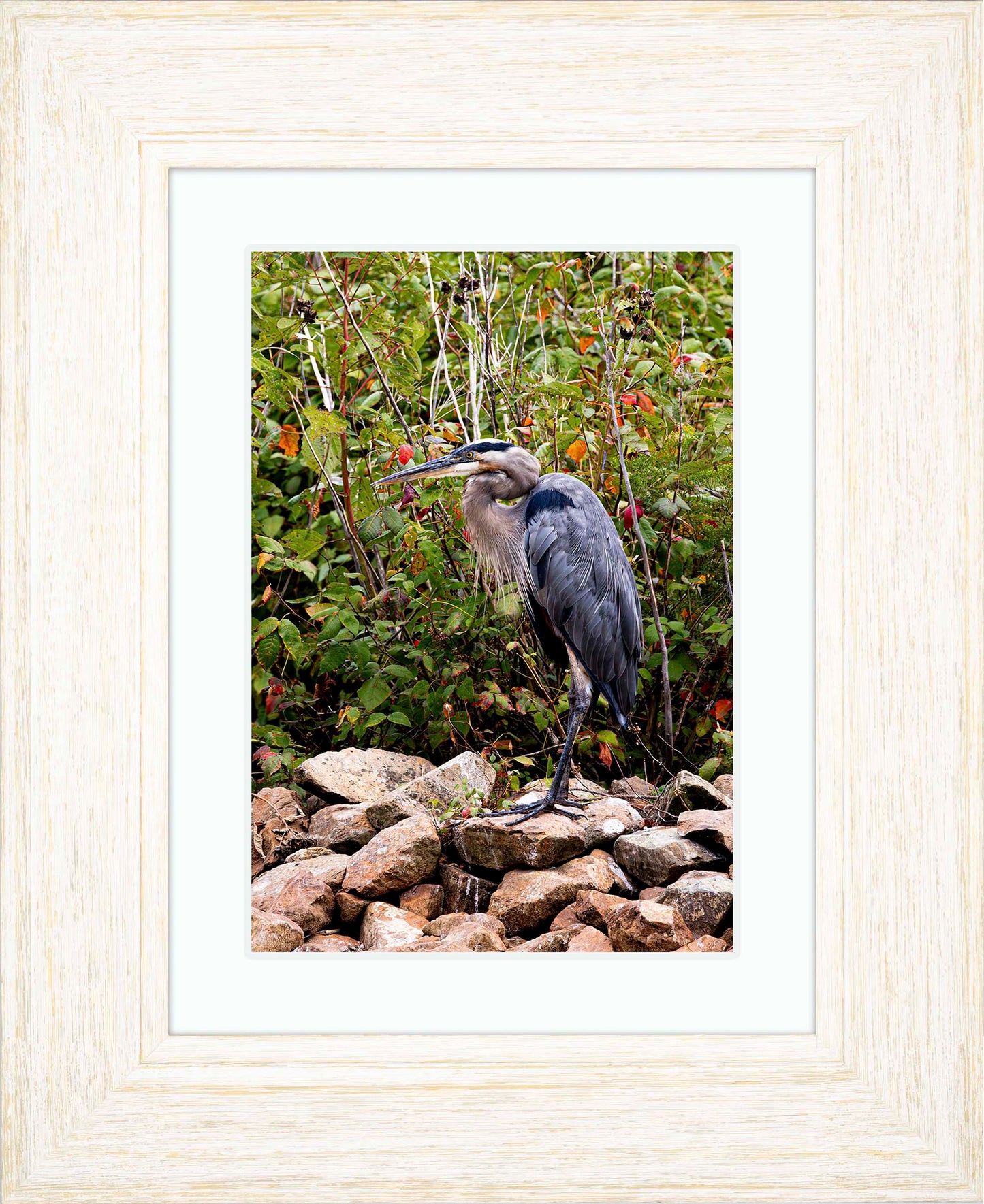 Autumn Heron on the Rocks -- Digital Print