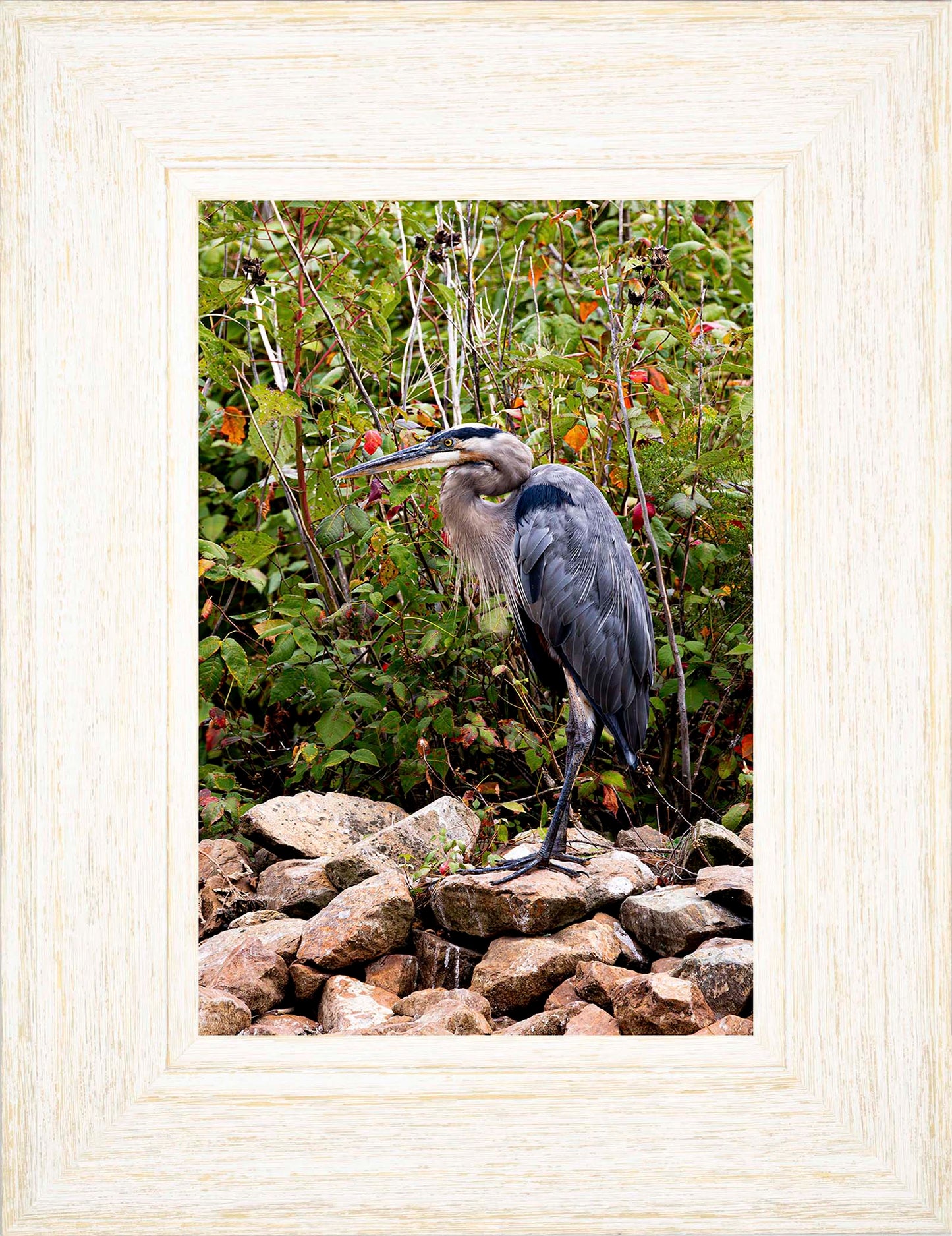Autumn Heron on the Rocks -- Digital Print