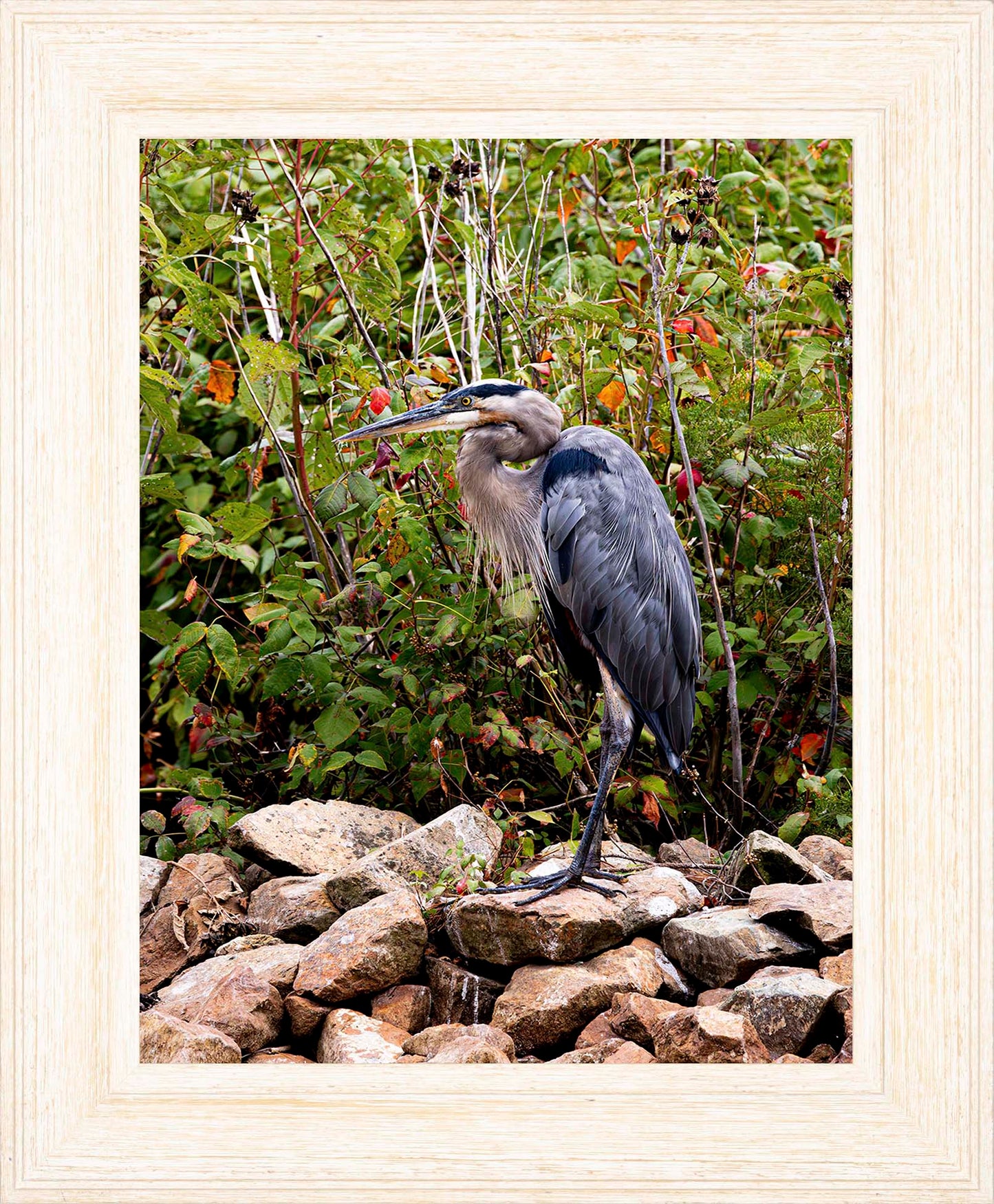Autumn Heron on the Rocks -- Digital Print