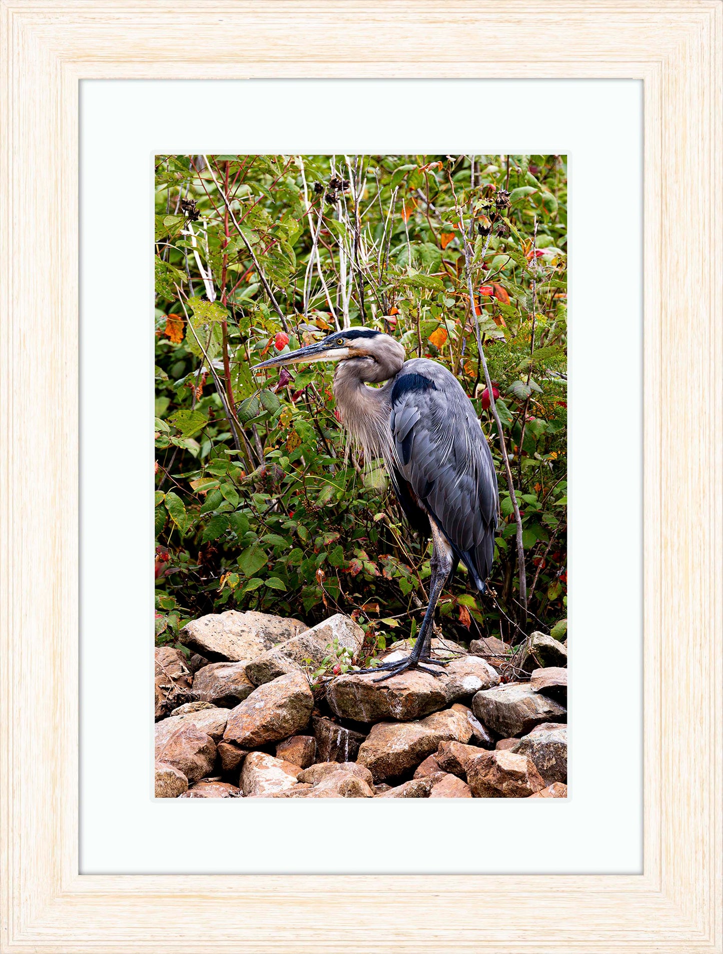 Autumn Heron on the Rocks -- Digital Print