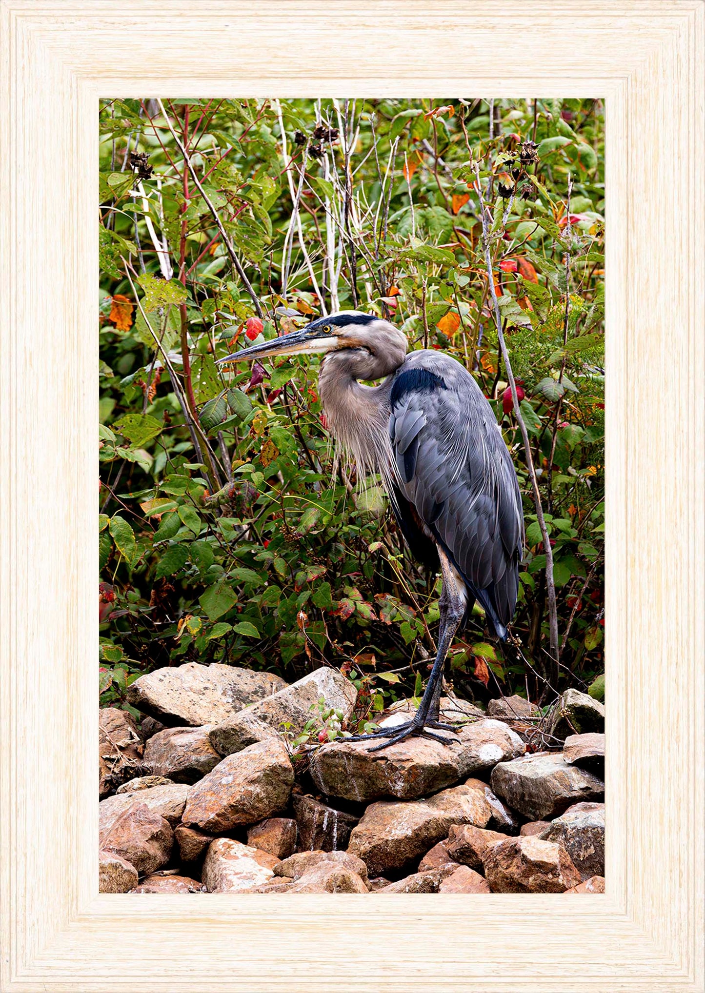 Autumn Heron on the Rocks -- Digital Print