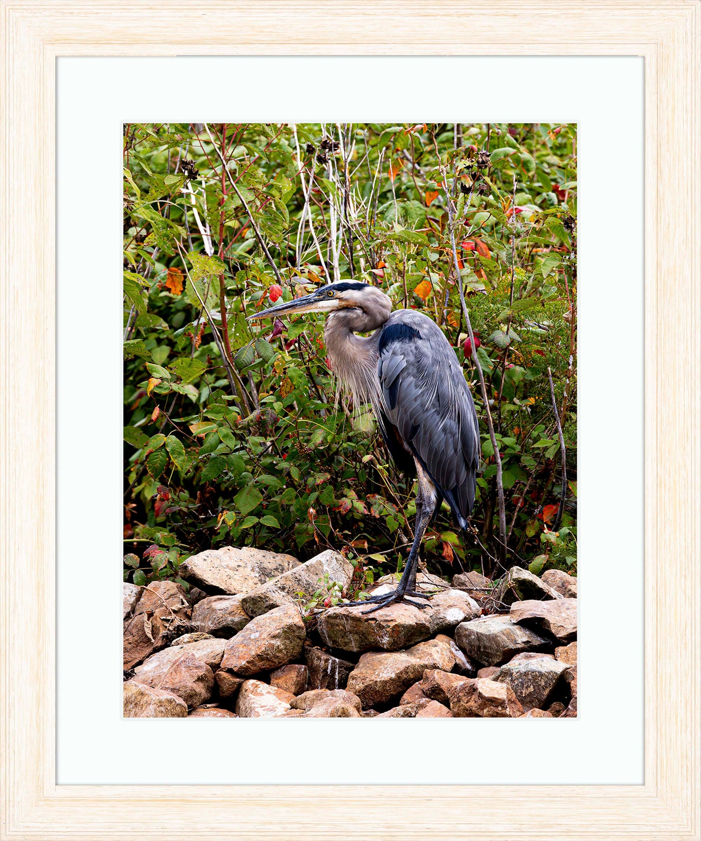Autumn Heron on the Rocks -- Digital Print
