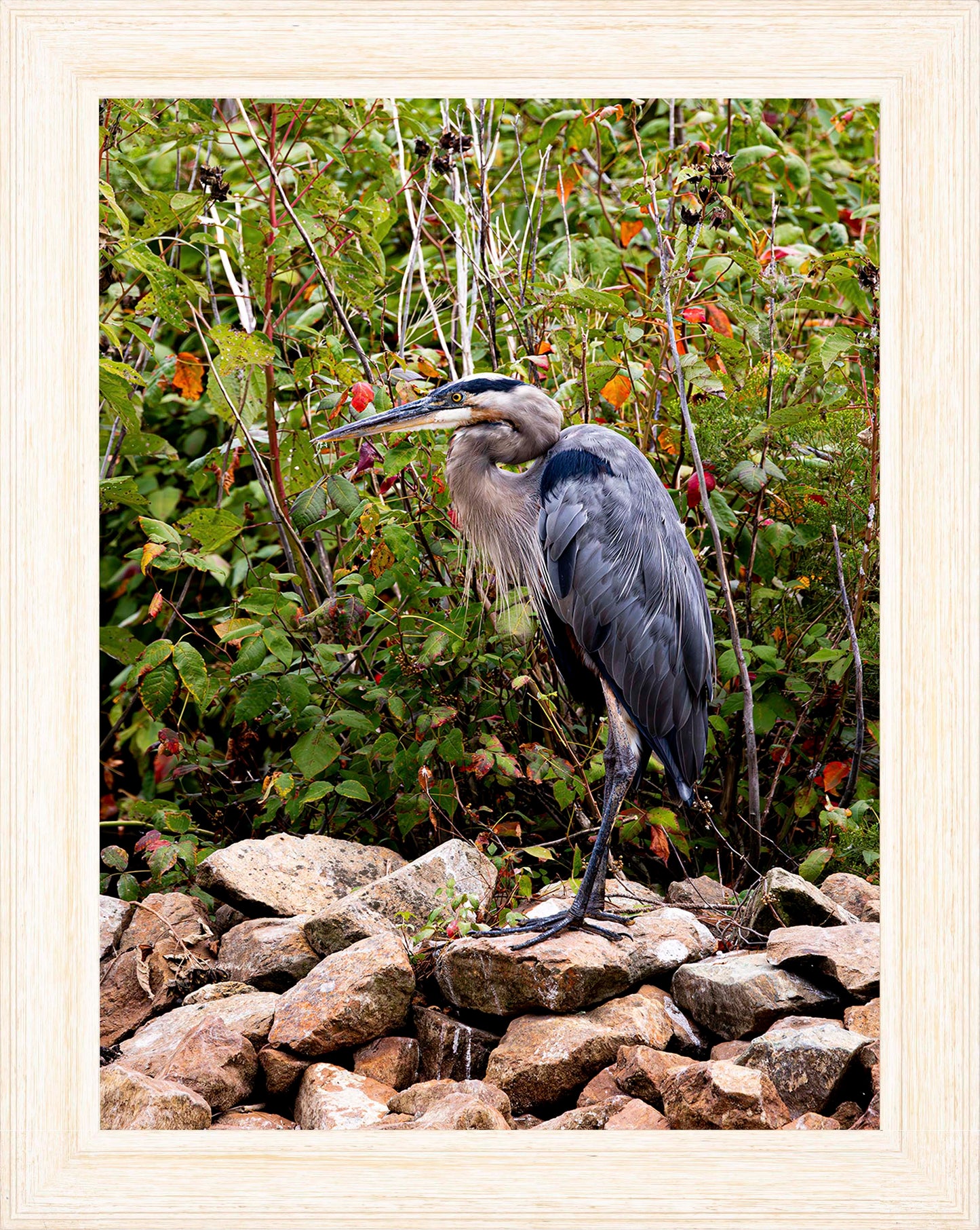 Autumn Heron on the Rocks -- Digital Print