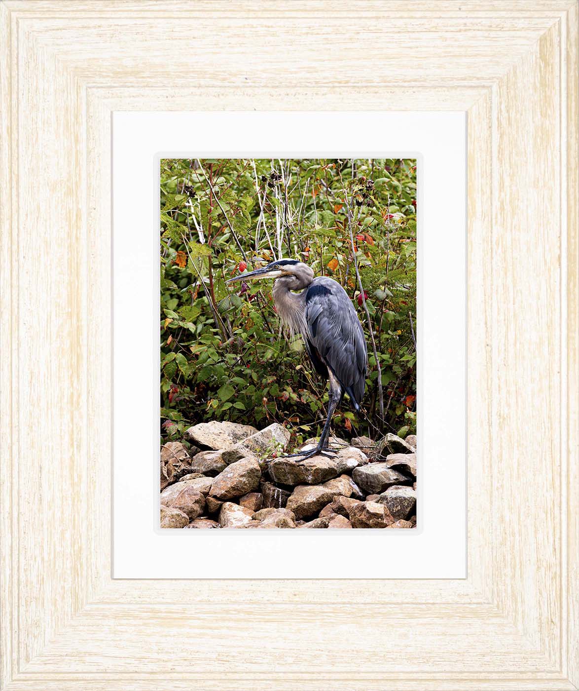 Autumn Heron on the Rocks -- Digital Print