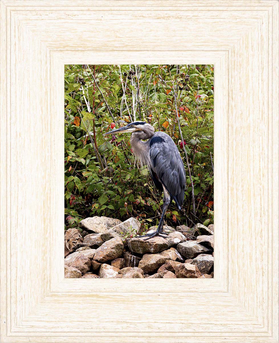 Autumn Heron on the Rocks -- Digital Print