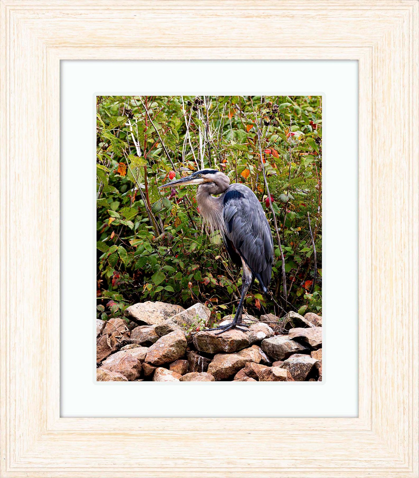 Autumn Heron on the Rocks -- Digital Print