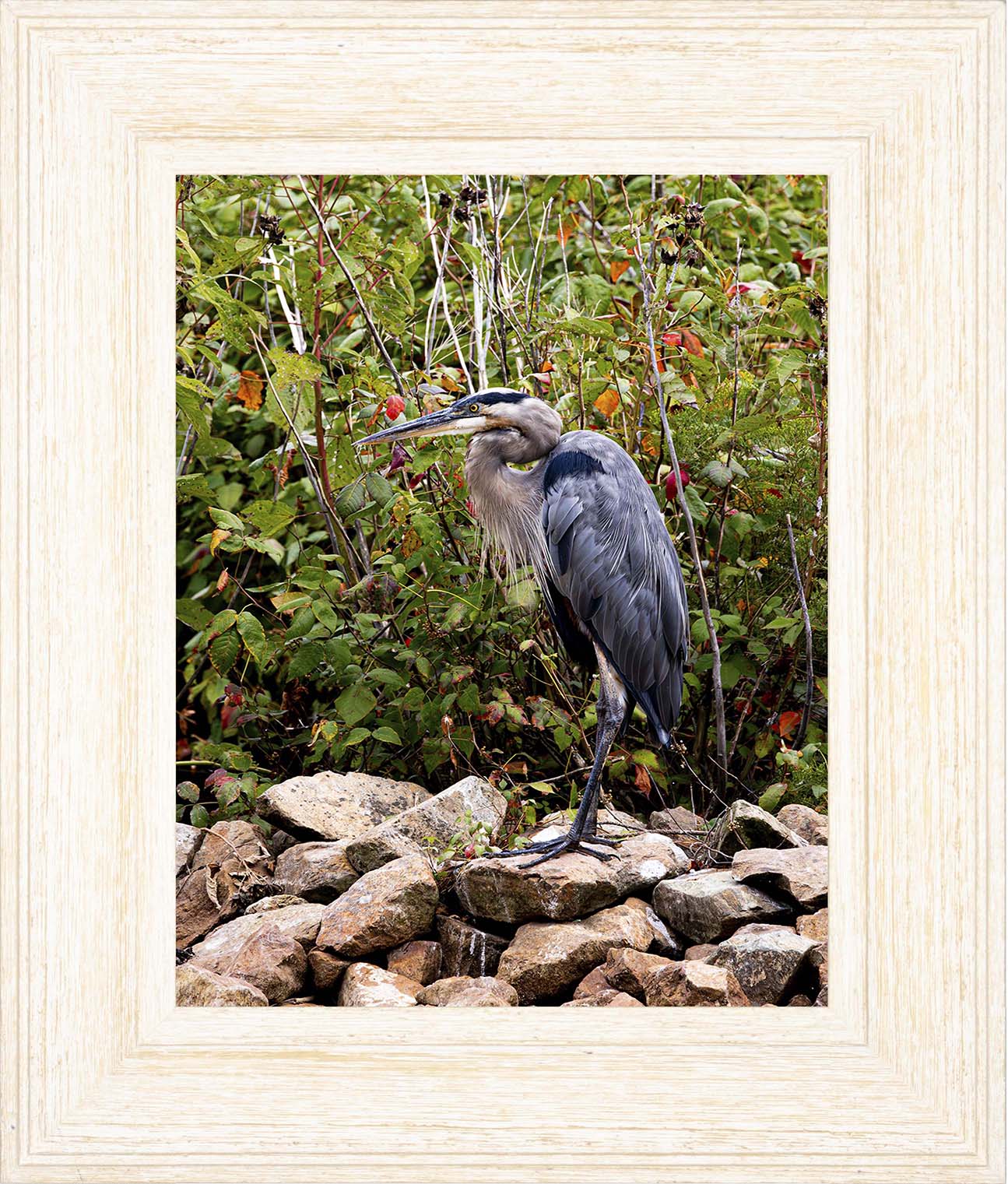 Autumn Heron on the Rocks -- Digital Print