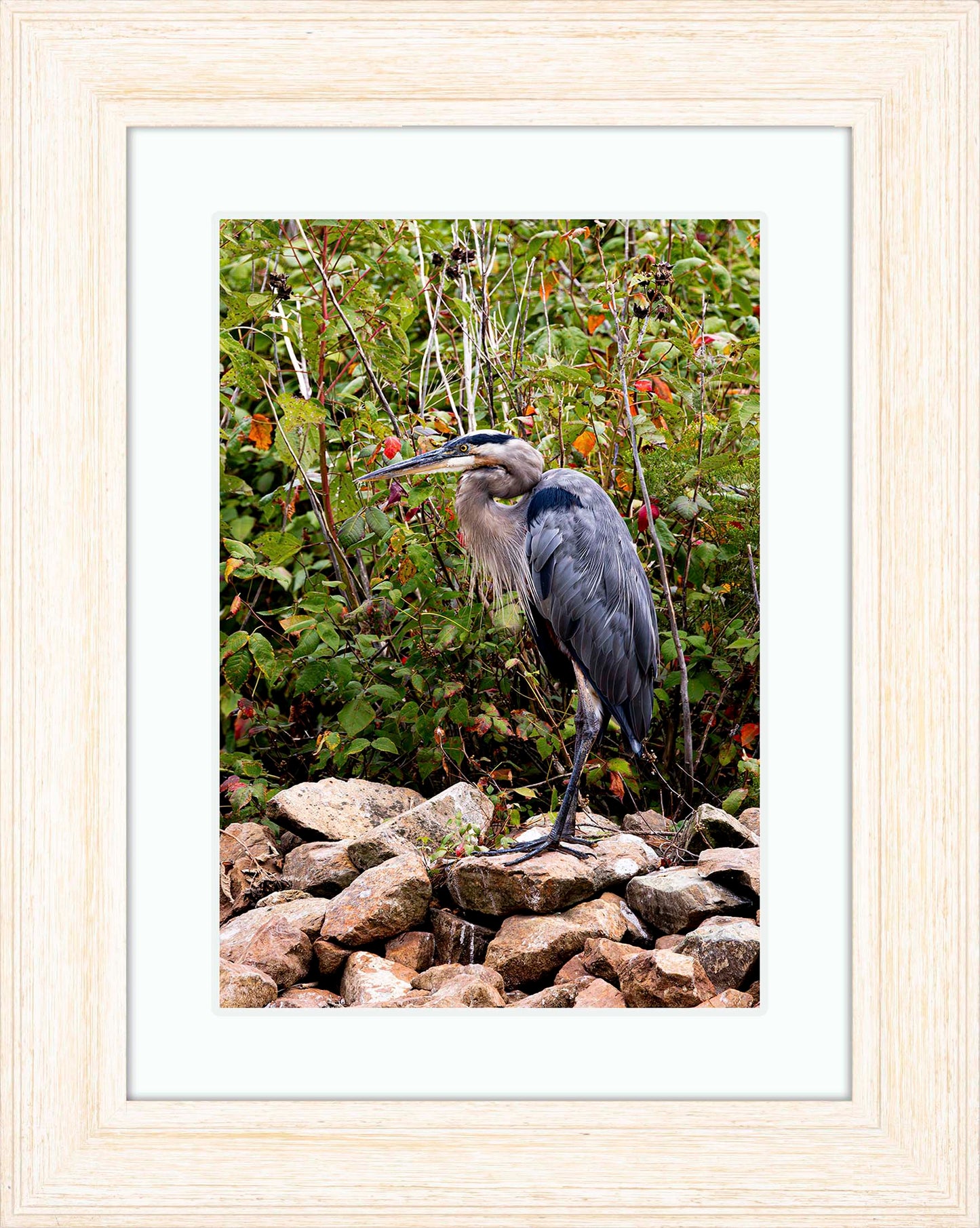 Autumn Heron on the Rocks -- Digital Print