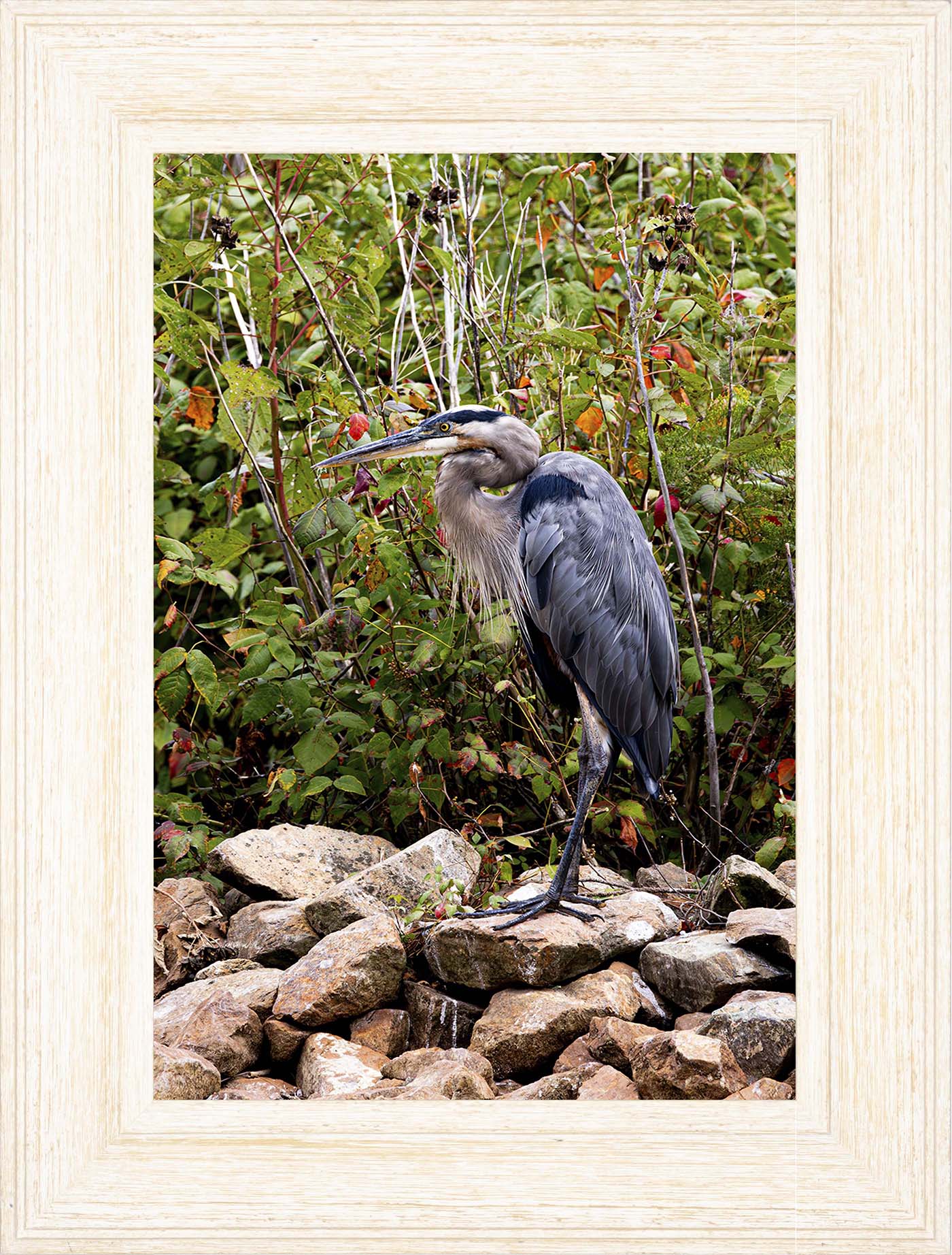 Autumn Heron on the Rocks -- Digital Print