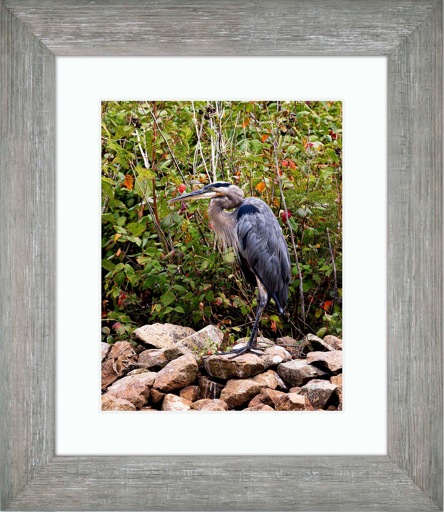 Autumn Heron on the Rocks -- Digital Print