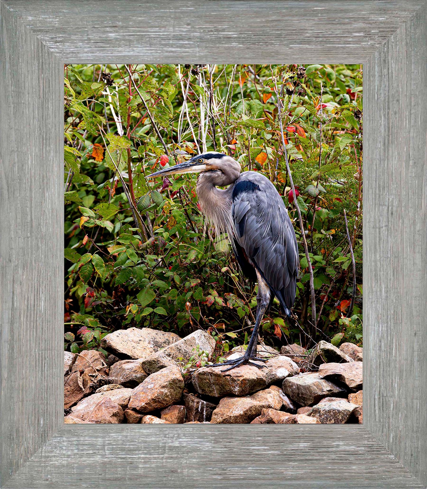 Autumn Heron on the Rocks -- Digital Print