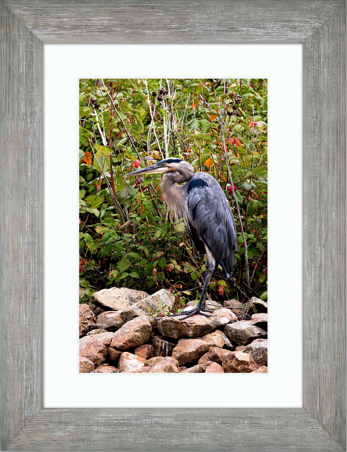 Autumn Heron on the Rocks -- Digital Print