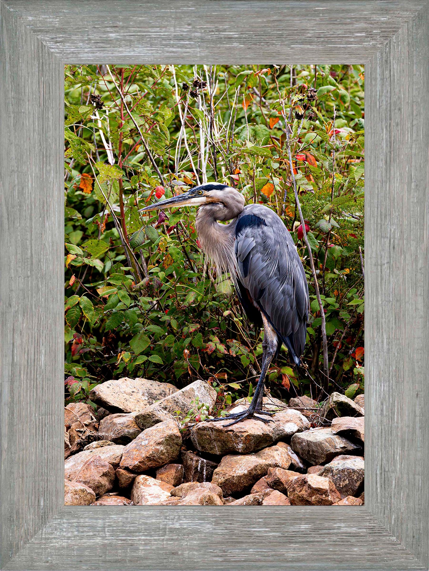 Autumn Heron on the Rocks -- Digital Print