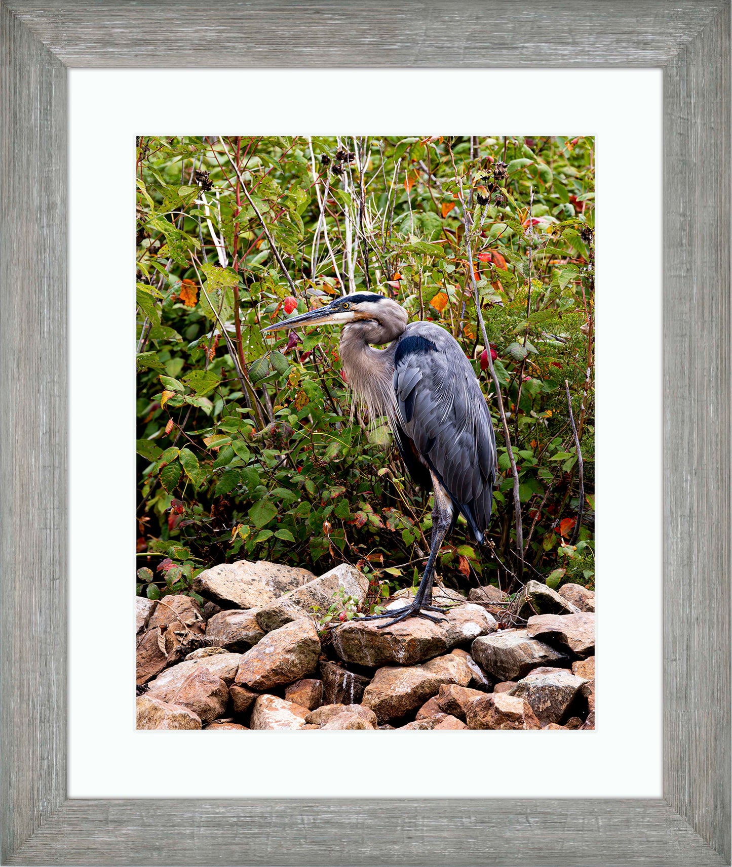 Autumn Heron on the Rocks -- Digital Print