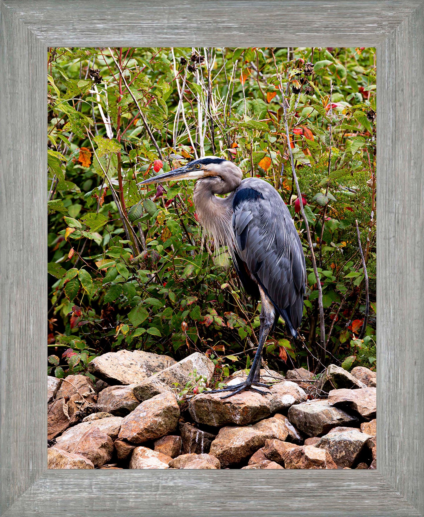 Autumn Heron on the Rocks -- Digital Print