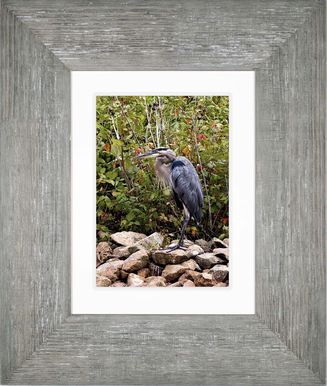 Autumn Heron on the Rocks -- Digital Print