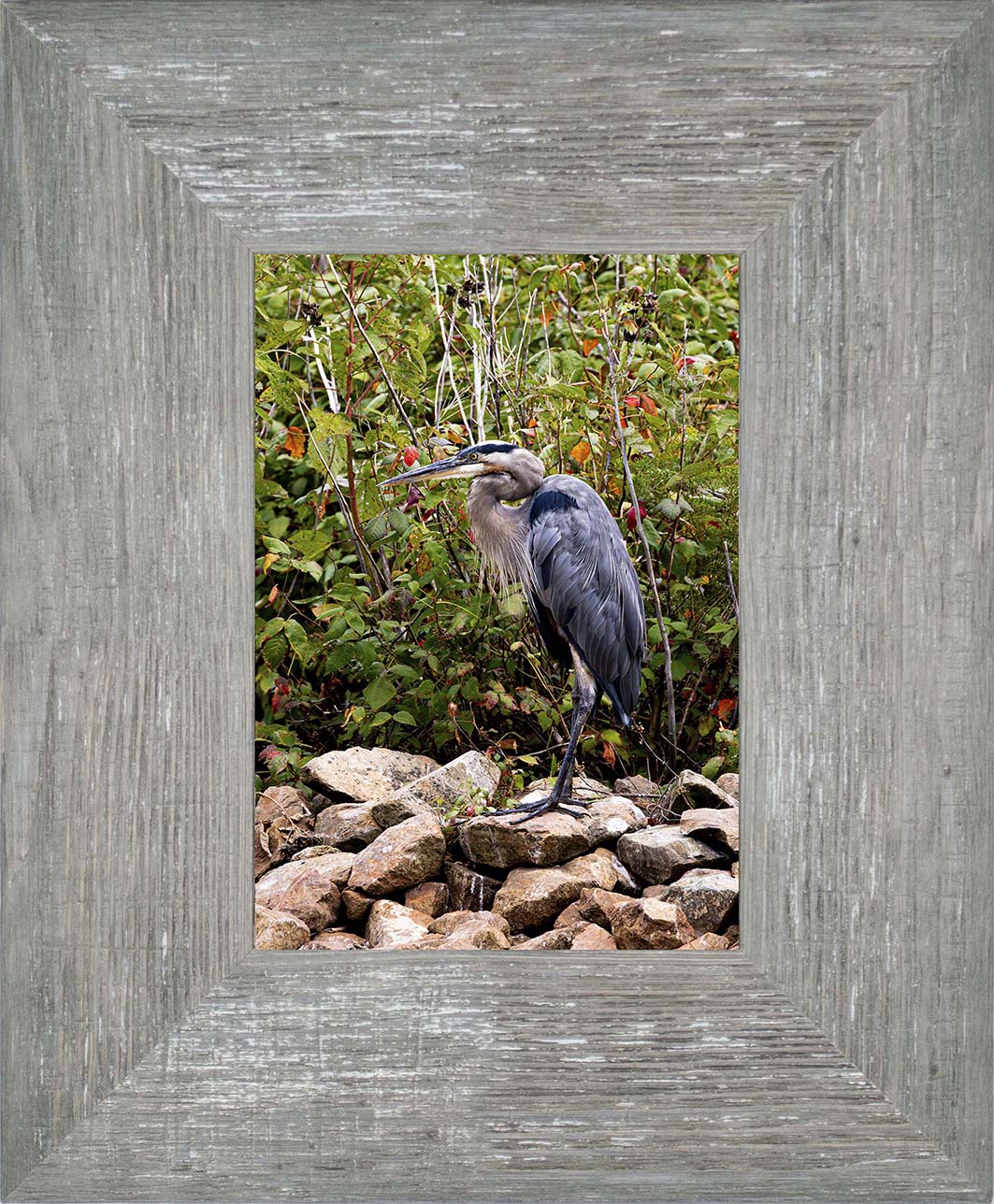 Autumn Heron on the Rocks -- Digital Print