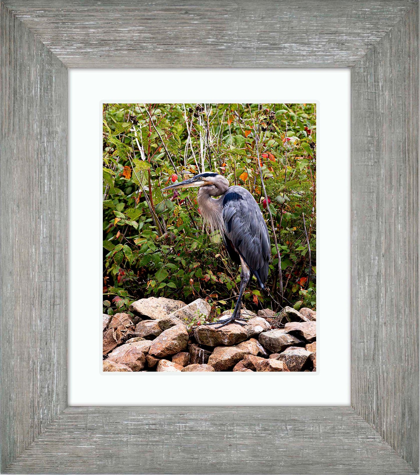 Autumn Heron on the Rocks -- Digital Print
