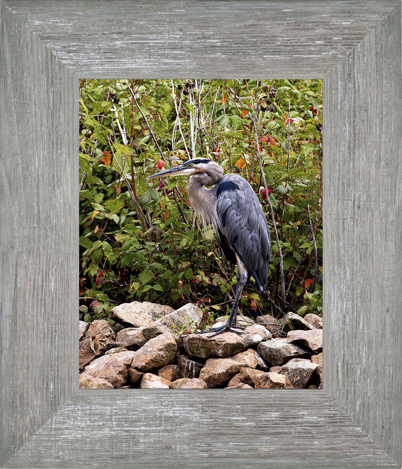 Autumn Heron on the Rocks -- Digital Print
