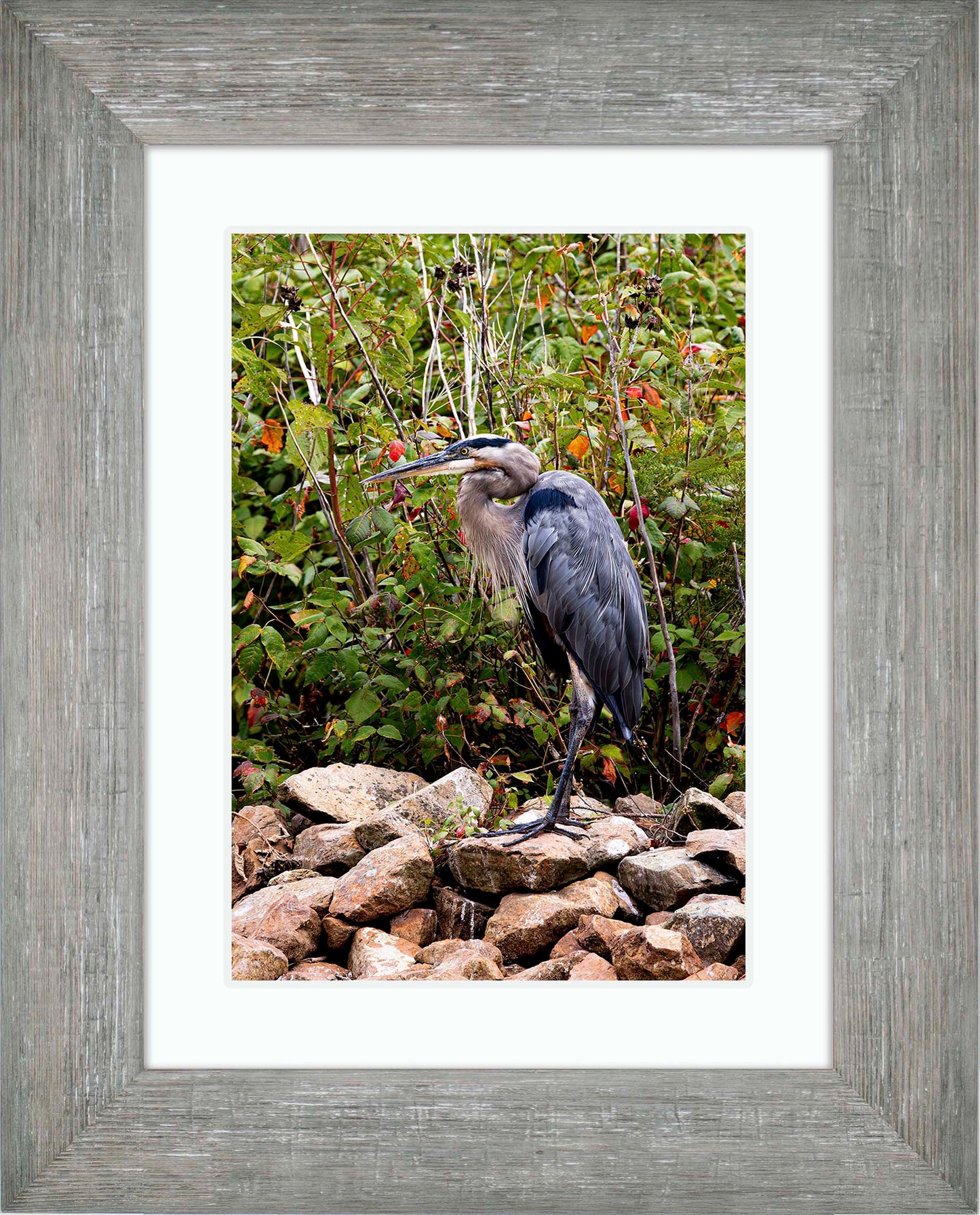 Autumn Heron on the Rocks -- Digital Print