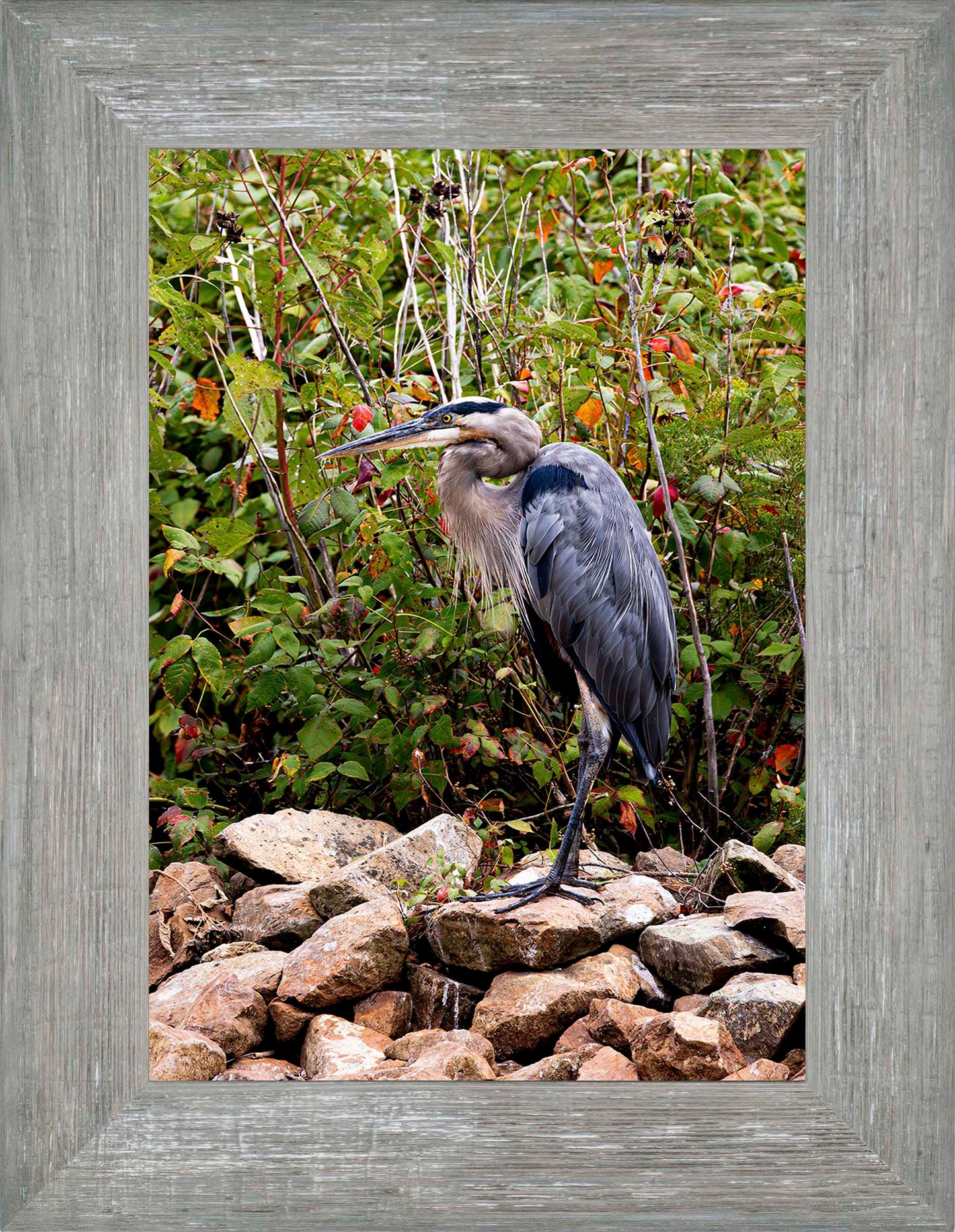 Autumn Heron on the Rocks -- Digital Print