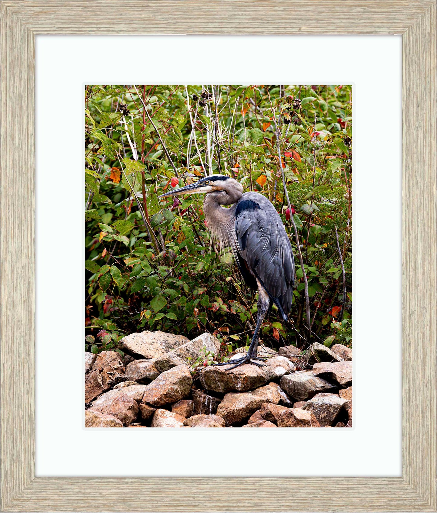 Autumn Heron on the Rocks -- Digital Print